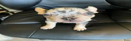 French Bulldog dogs for sale: Super Cute Merle Frenchie - For Sale - Advert 2
