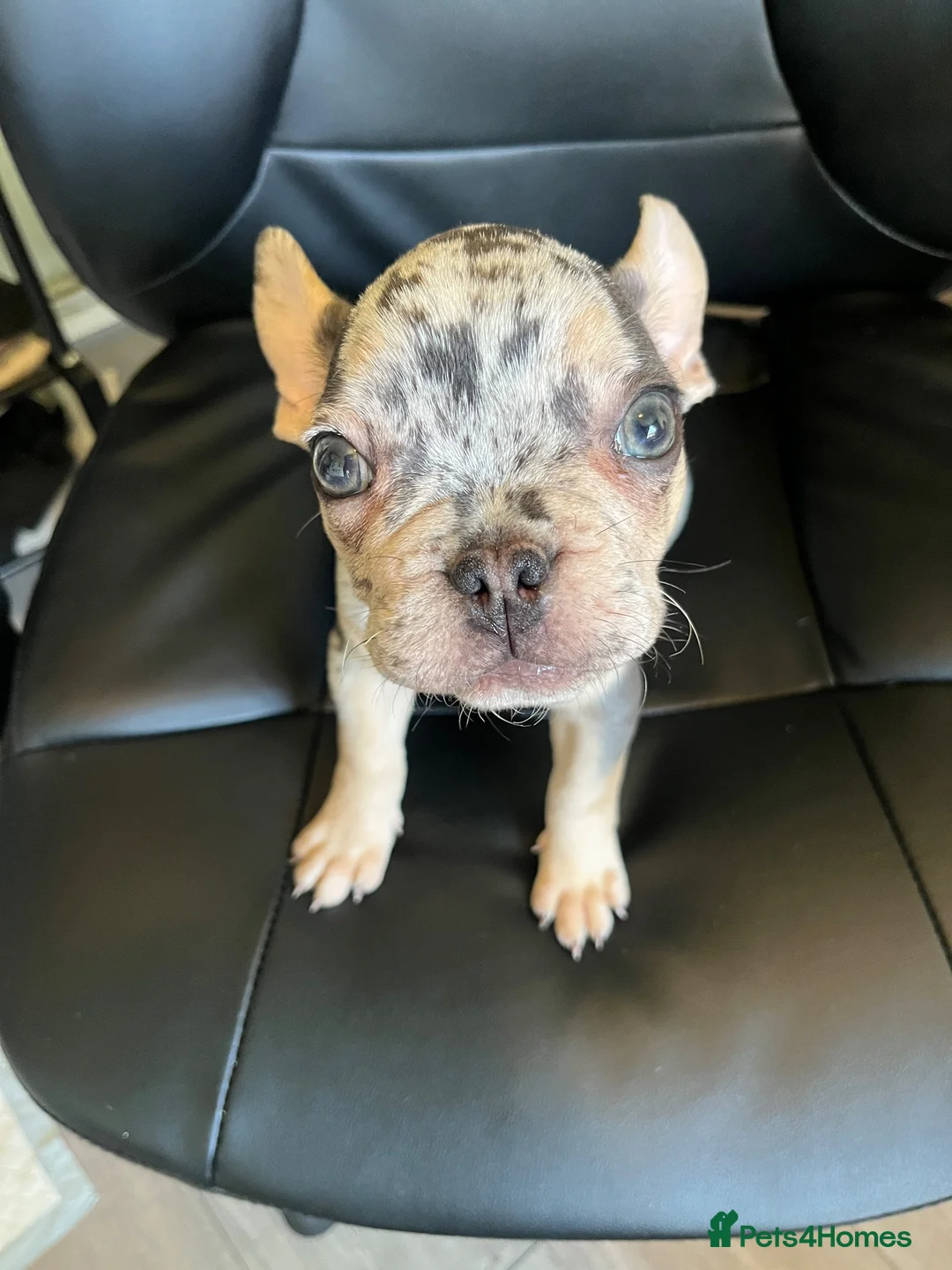 French Bulldog dogs for sale: Super Cute Merle Frenchie - For Sale - Advert 2