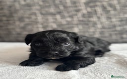 Mixed Breed dogs for sale: 6 beautiful havapoo’s - Image 19