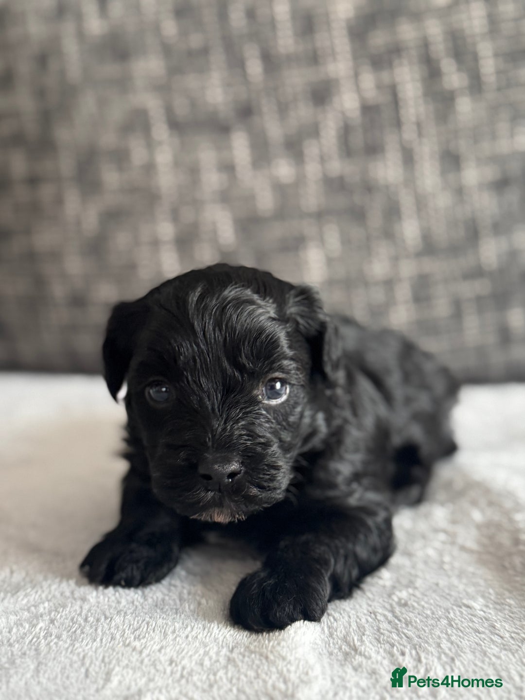 Mixed Breed dogs for sale: 6 beautiful havapoo’s - Image 19
