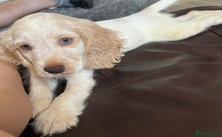 Cocker Spaniel dogs - Advert 5