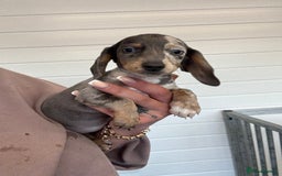Miniature Dachshund dogs for sale: Mini Dachshund puppies for sale  - Image 18
