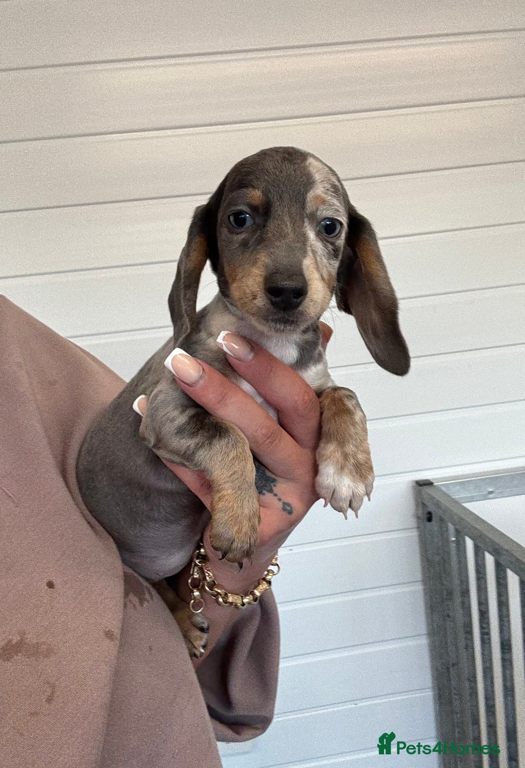 Miniature Dachshund dogs for sale: Mini Dachshund puppies for sale  - Image 18