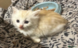 Mixed Breed cats for sale: Ready now - Beautiful fluffy boy  - Image 2