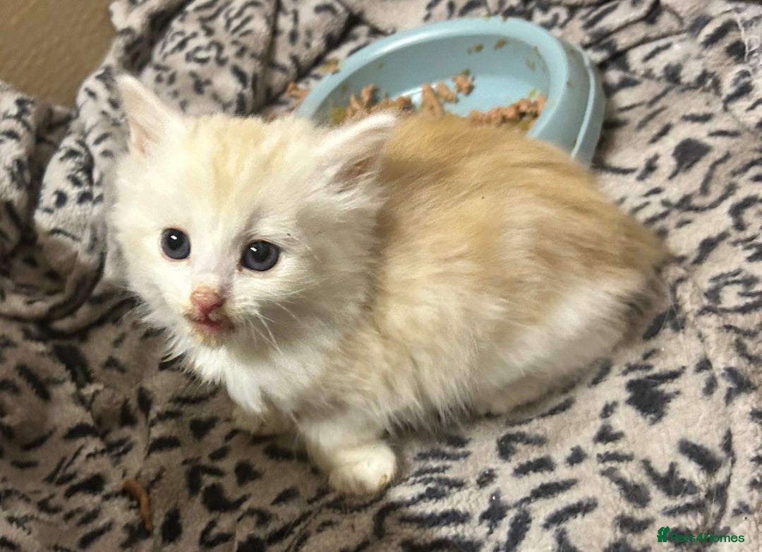Mixed Breed cats for sale: Ready now - Beautiful fluffy boy  - Image 2
