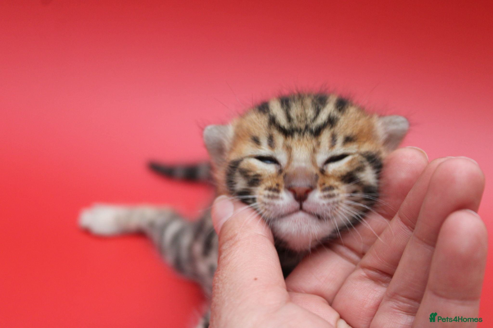Bengal cats 🔥Beautiful Bengal girl available🔥 - Advert 2