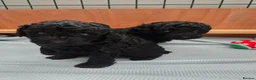 Shihpoo dogs for sale: F1b shihpoo puppies 1 girl left - Advert 5