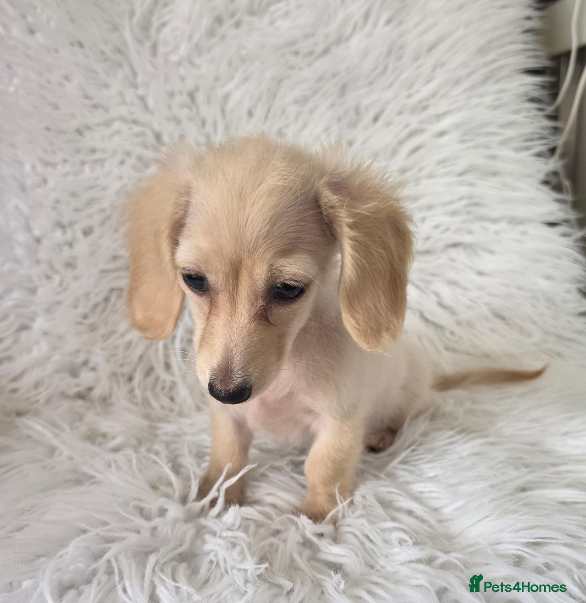 Miniature Dachshund dogs Beautuful princess kc cream long coat  - Advert 2