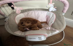 Toy Poodle dogs for sale: Last Toy Poodle girl 🐩 - Image 6