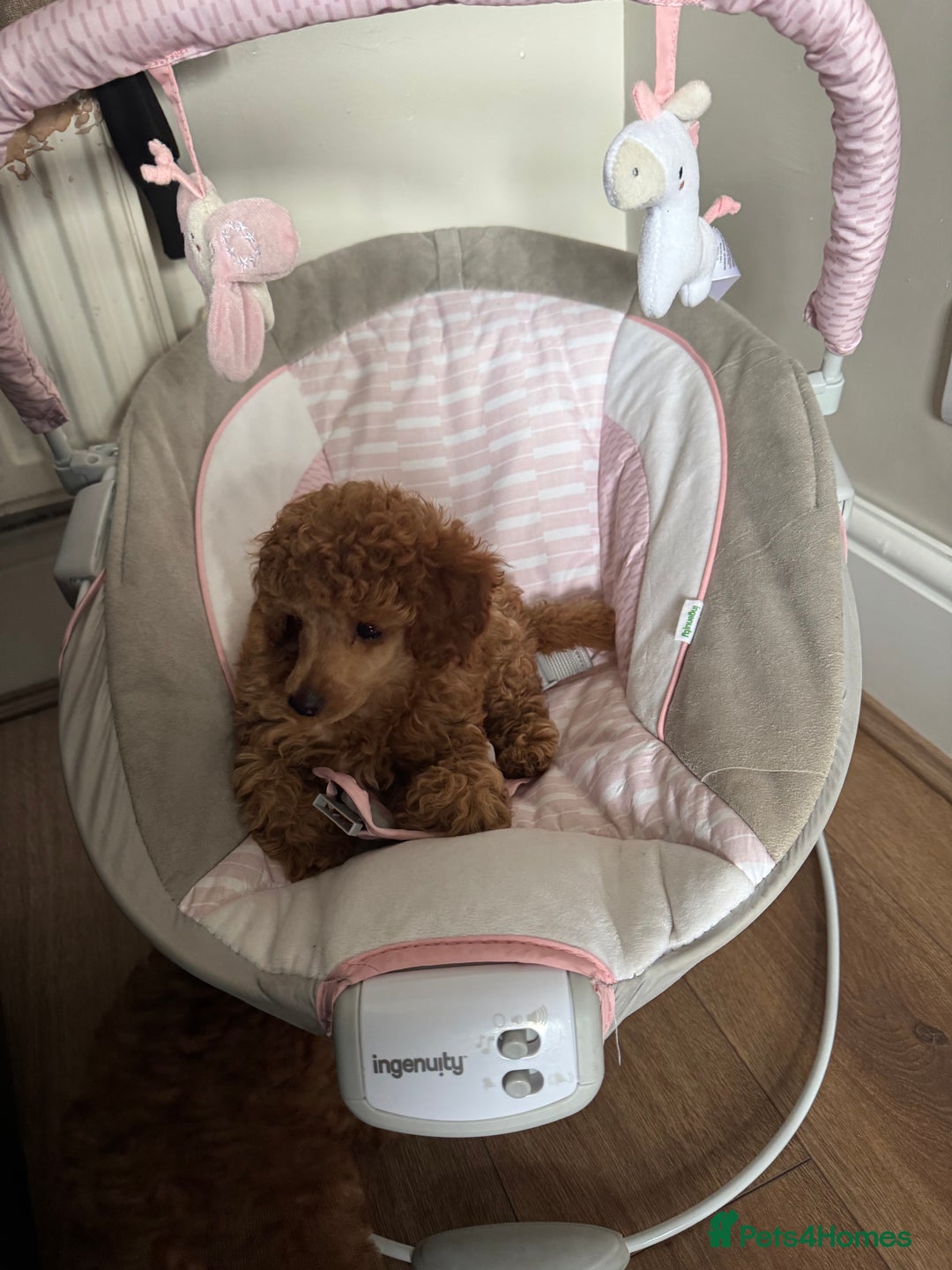Toy Poodle dogs for sale: Last Toy Poodle girl 🐩 - Image 6