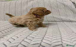 Mixed Breed dogs for sale: 🐾🐾 F1 Bb Maltipoo Puppies Boys and Girls 🐾🐾 - Image 18