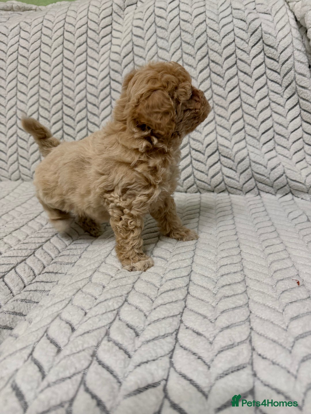Mixed Breed dogs for sale: 🐾🐾 F1 Bb Maltipoo Puppies Boys and Girls 🐾🐾 - Image 18