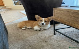 Welsh Corgi Pembroke dogs for sale: Male Welsh Corgi Pembroke Puppy - Image 2