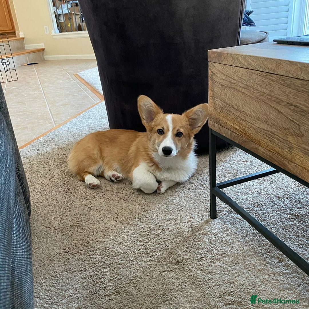 Welsh Corgi Pembroke dogs for sale: Male Welsh Corgi Pembroke Puppy - Image 2