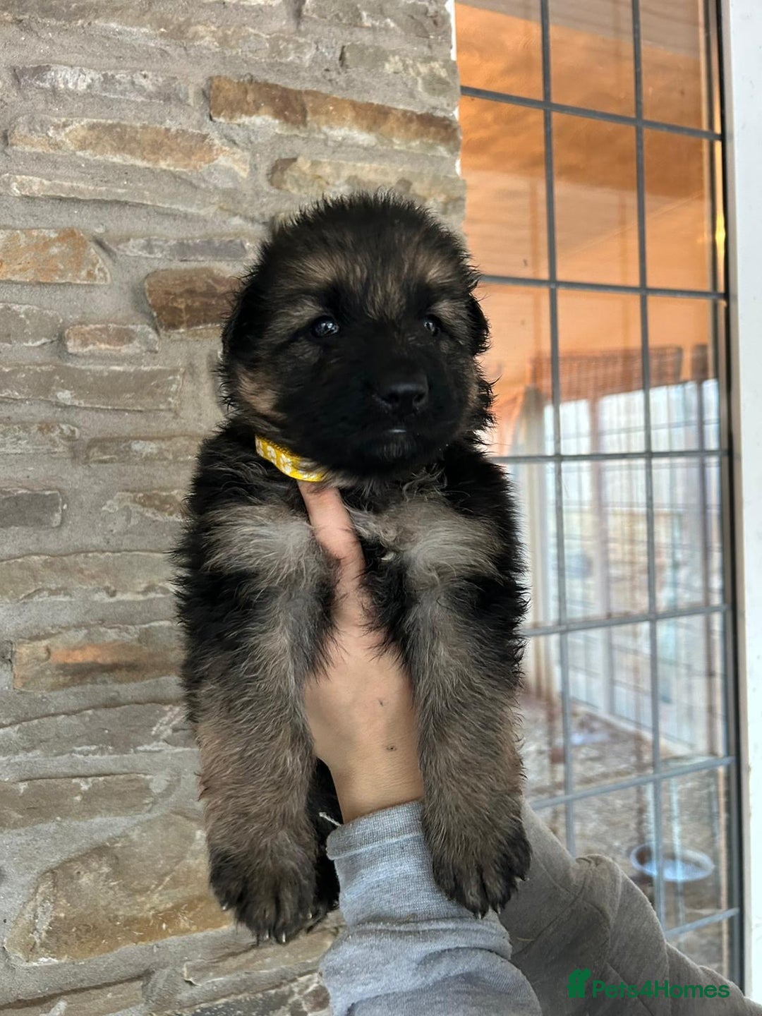 German Shepherd dogs for sale: Medium/long haired German shepherd puppies  - Image 6