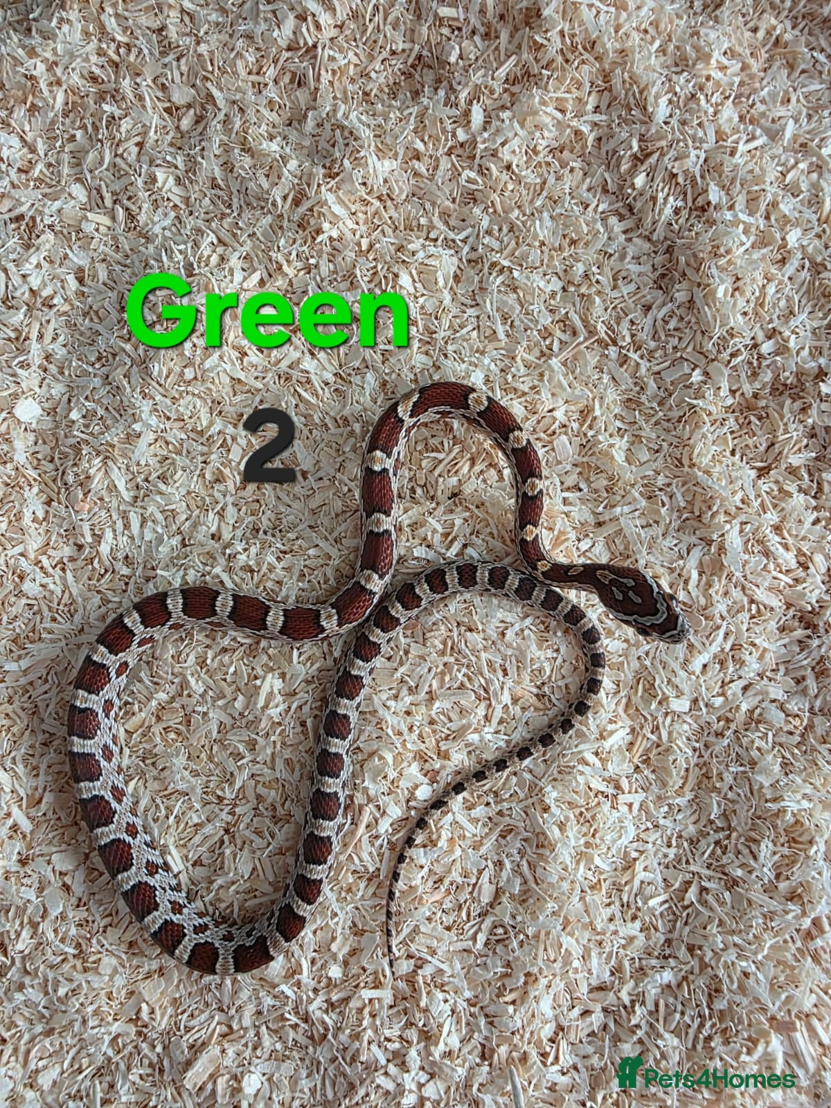 Corn Snake reptiles for sale: Various Cornsnakes avilable  - Advert 17