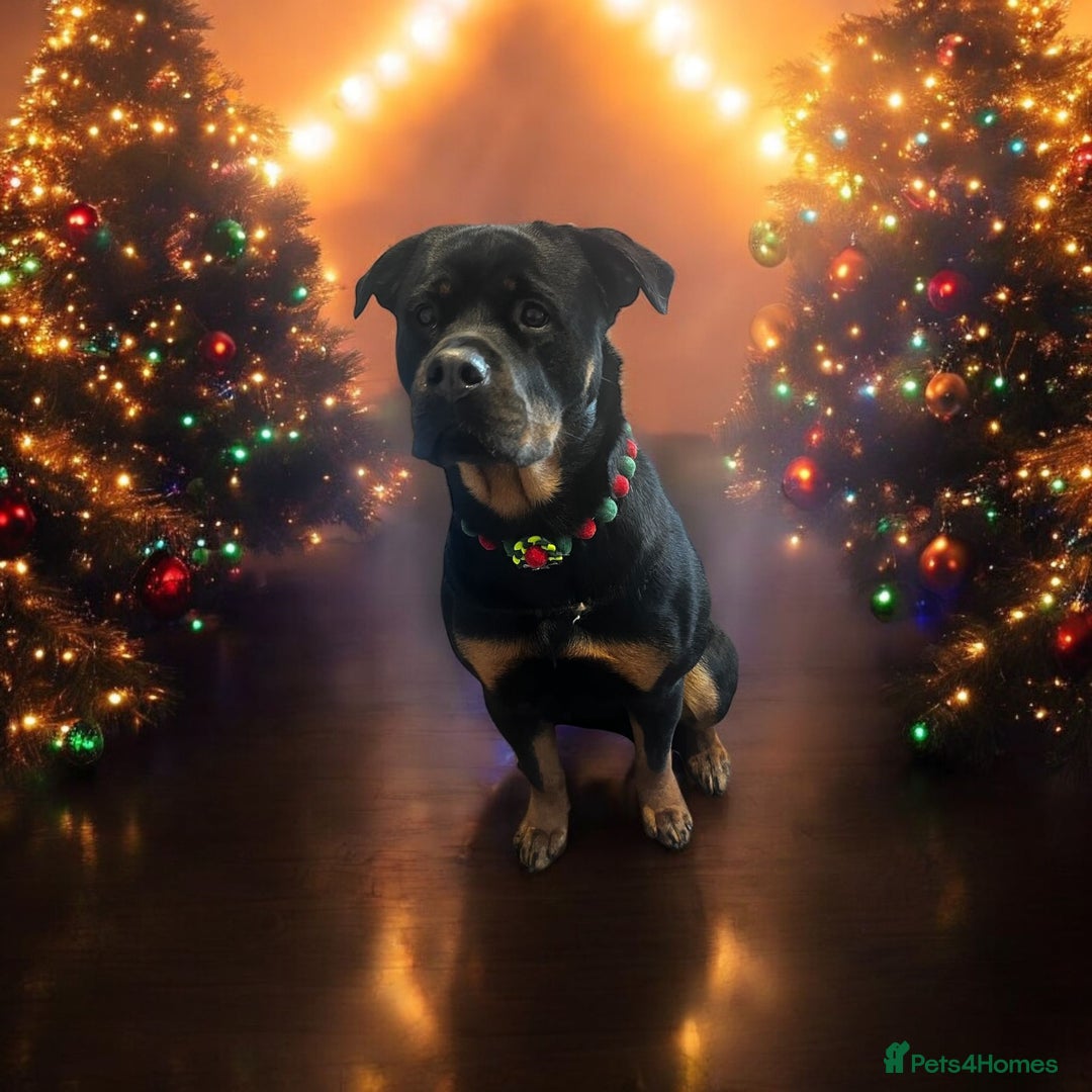 Rottweiler dogs for sale: Kia rotty - Image 6
