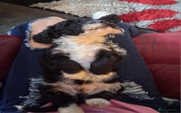 Cockapoo dogs for sale: Male cockapoo - Image 2
