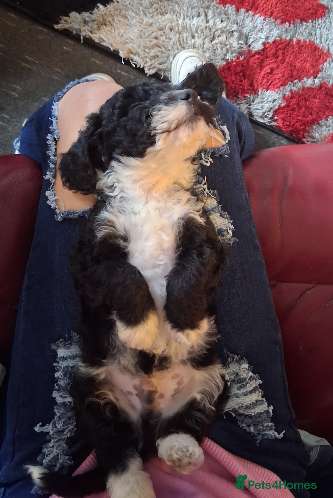 Cockapoo dogs for sale: Male cockapoo - Image 2