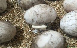 Tortoise reptiles for sale: Baby med spur thigh torotises with full set uo - Image 9