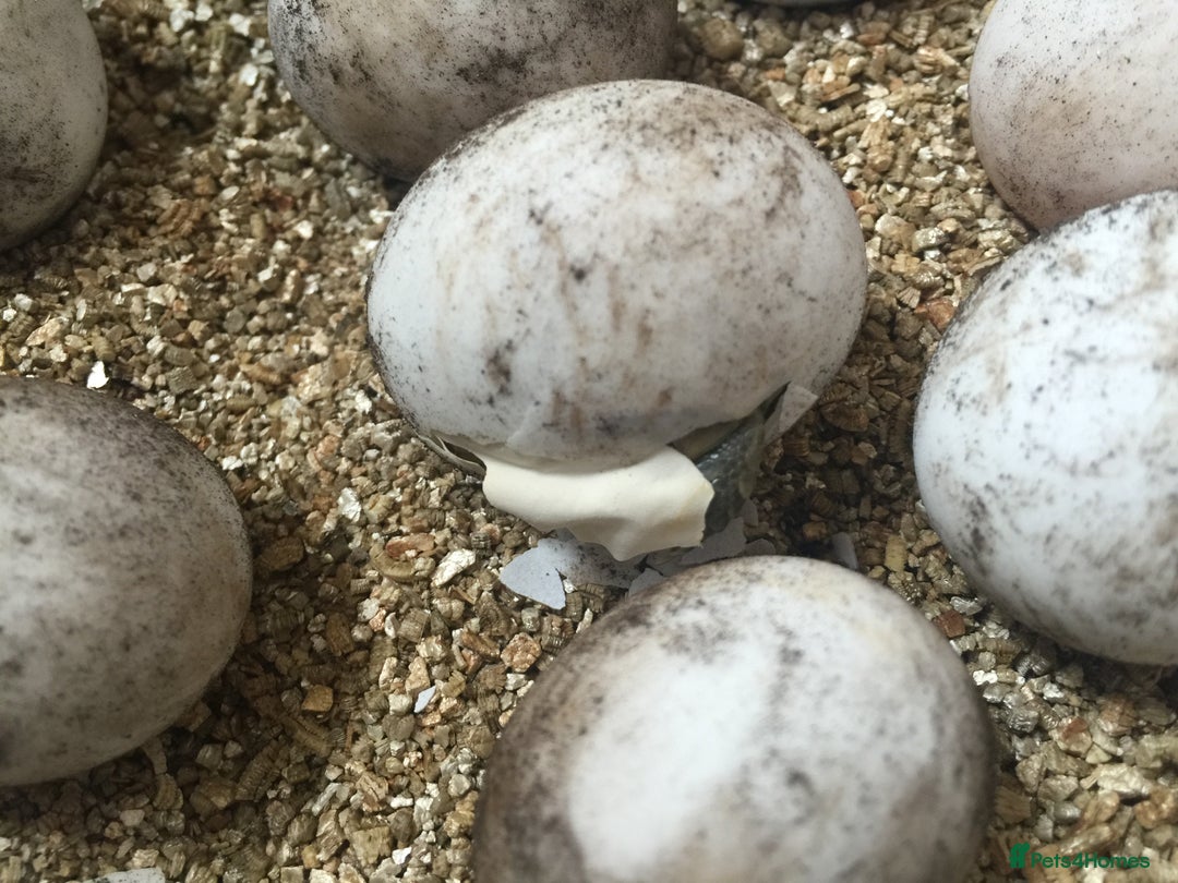 Tortoise reptiles for sale: Baby med spur thigh torotises with full set uo - Image 9