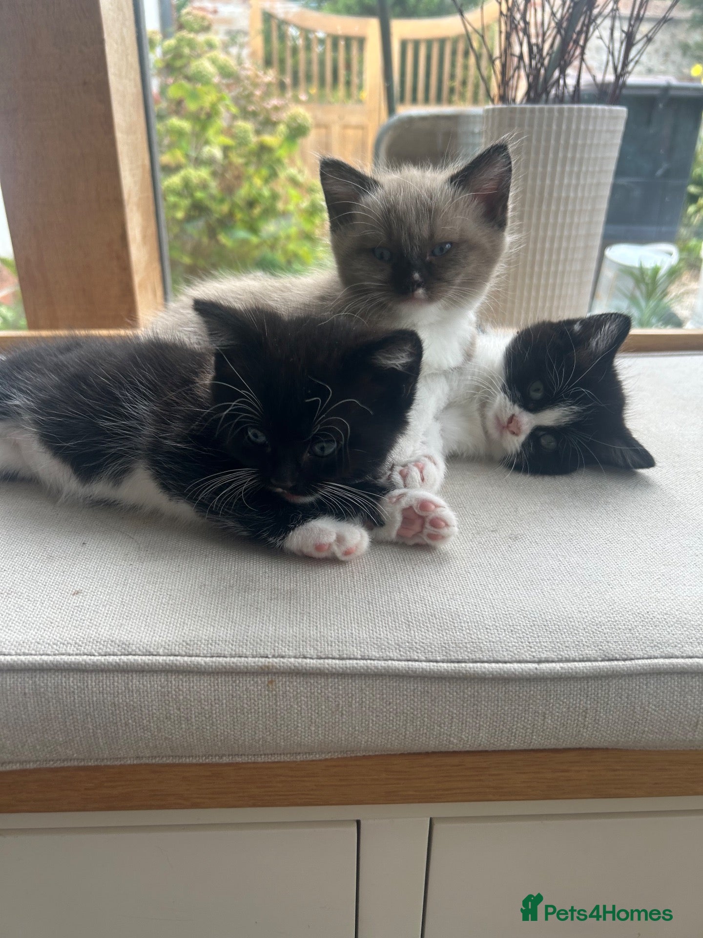 Persian cats Ragdoll Persian (Perdoll) mother - 4 kittens - Advert 14