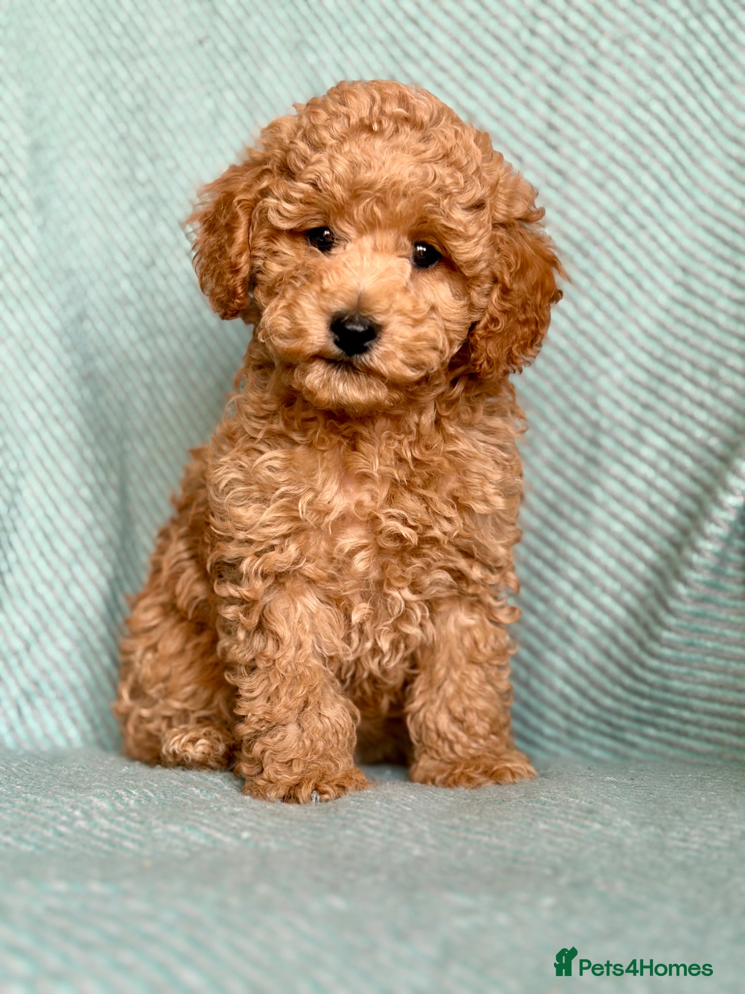 Cockapoo dogs Exquisite toy cockapoo  - Advert 5