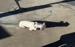 French Bulldog dogs for sale:  Lulu - Image 6