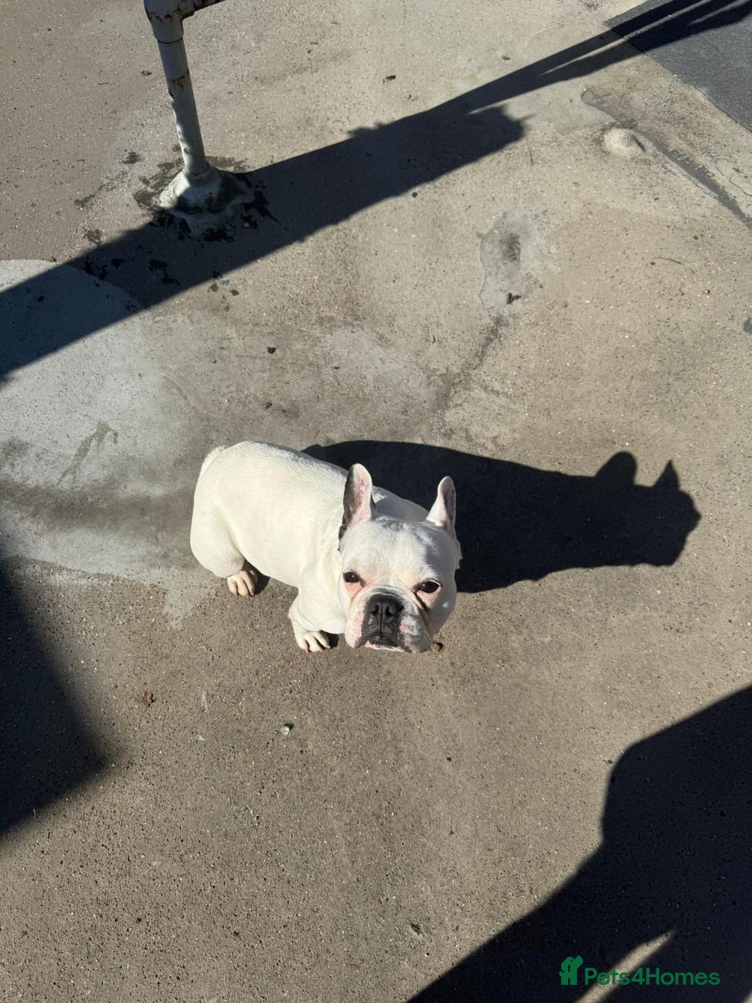 French Bulldog dogs for sale:  Lulu - Image 6