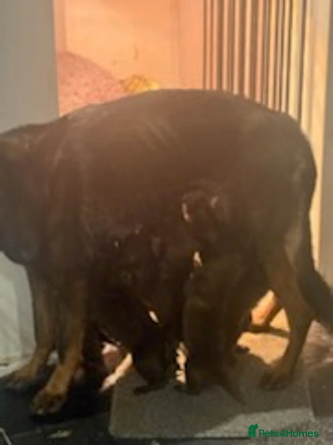 German Shepherd dogs for sale: Short hair Czech German shepards  - Advert 6