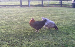 Chickens poultry for sale: 5 Laying Hens Free - Image 4
