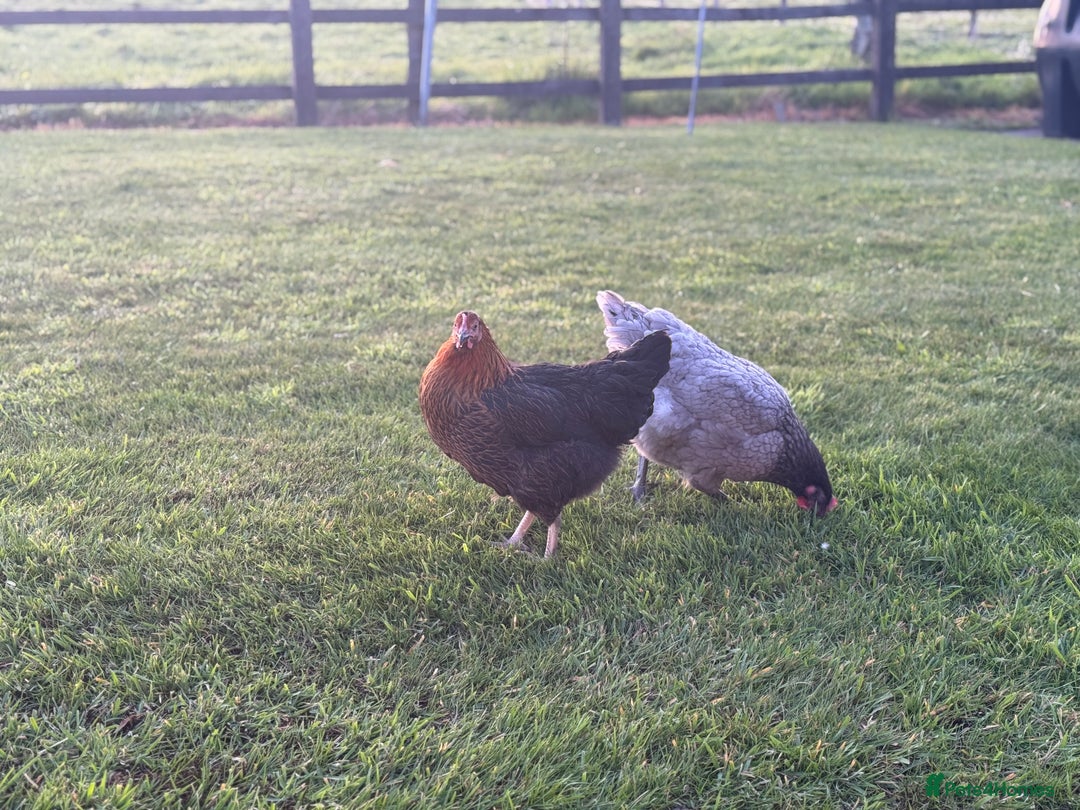 Chickens poultry for sale: 5 Laying Hens Free - Image 4