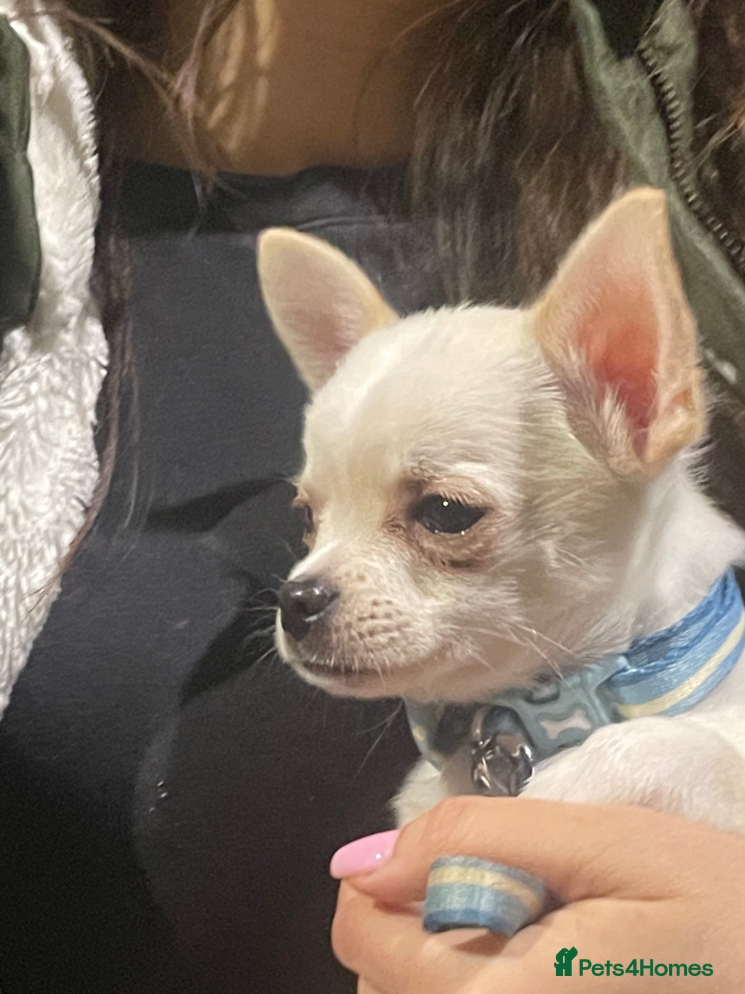 Chihuahua dogs for sale: Chihuahua - Image 4