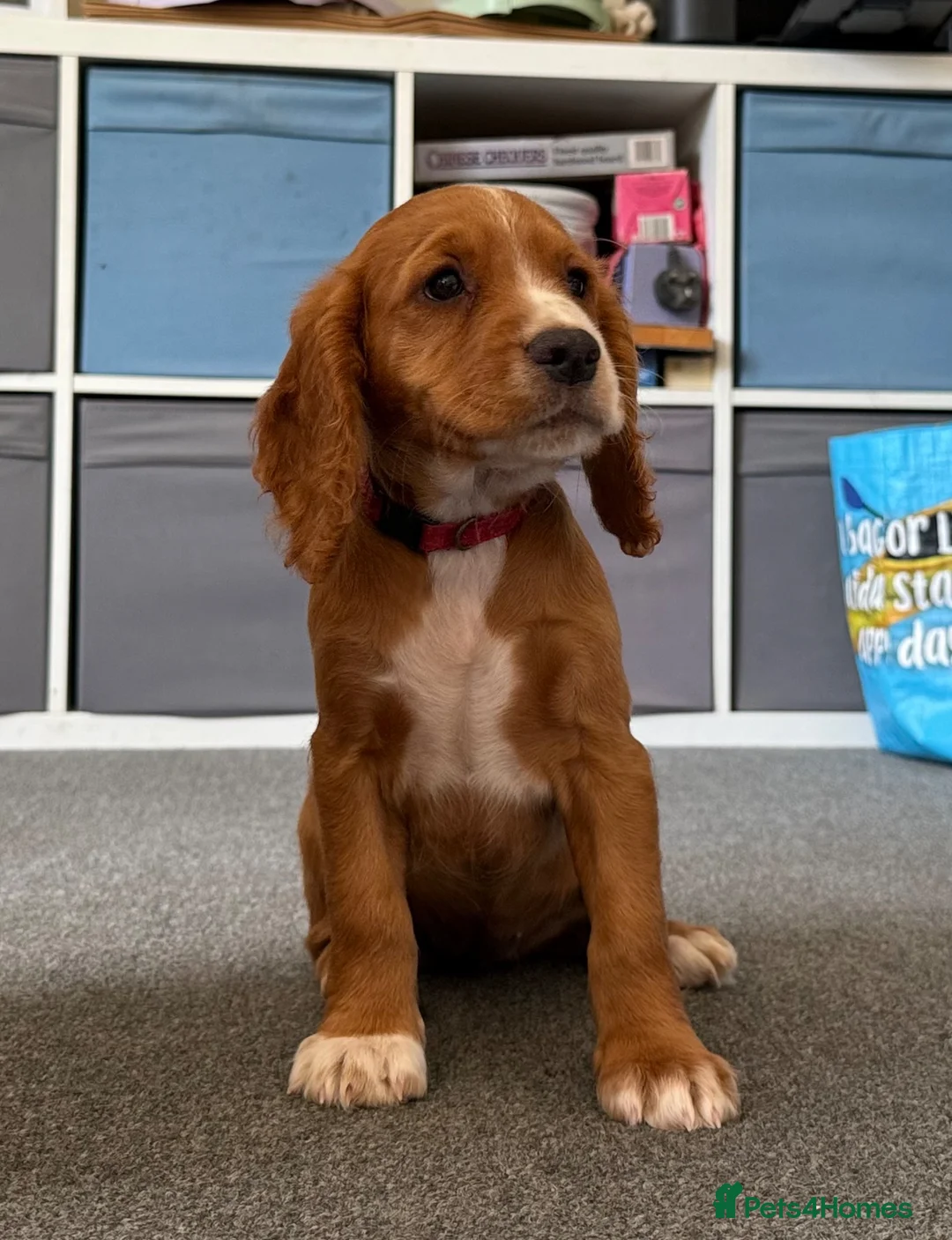 Cocker Spaniel dogs for sale: Kc Reg Working cocker spaniel puppies  - Advert 2