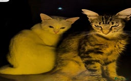 Mixed Breed cats for sale: adorable kitten ready to go home - Image 10
