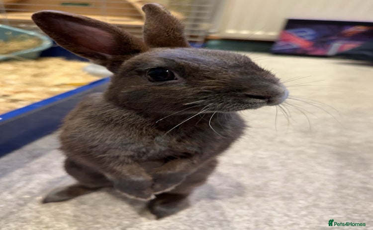 Netherland Dwarf rabbits - Advert 1