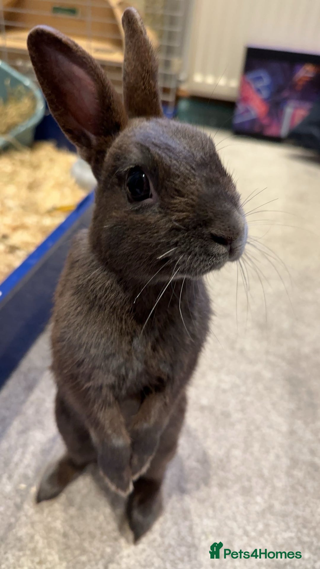 Netherland Dwarf rabbits for sale: Rabbit for sale - Image 1