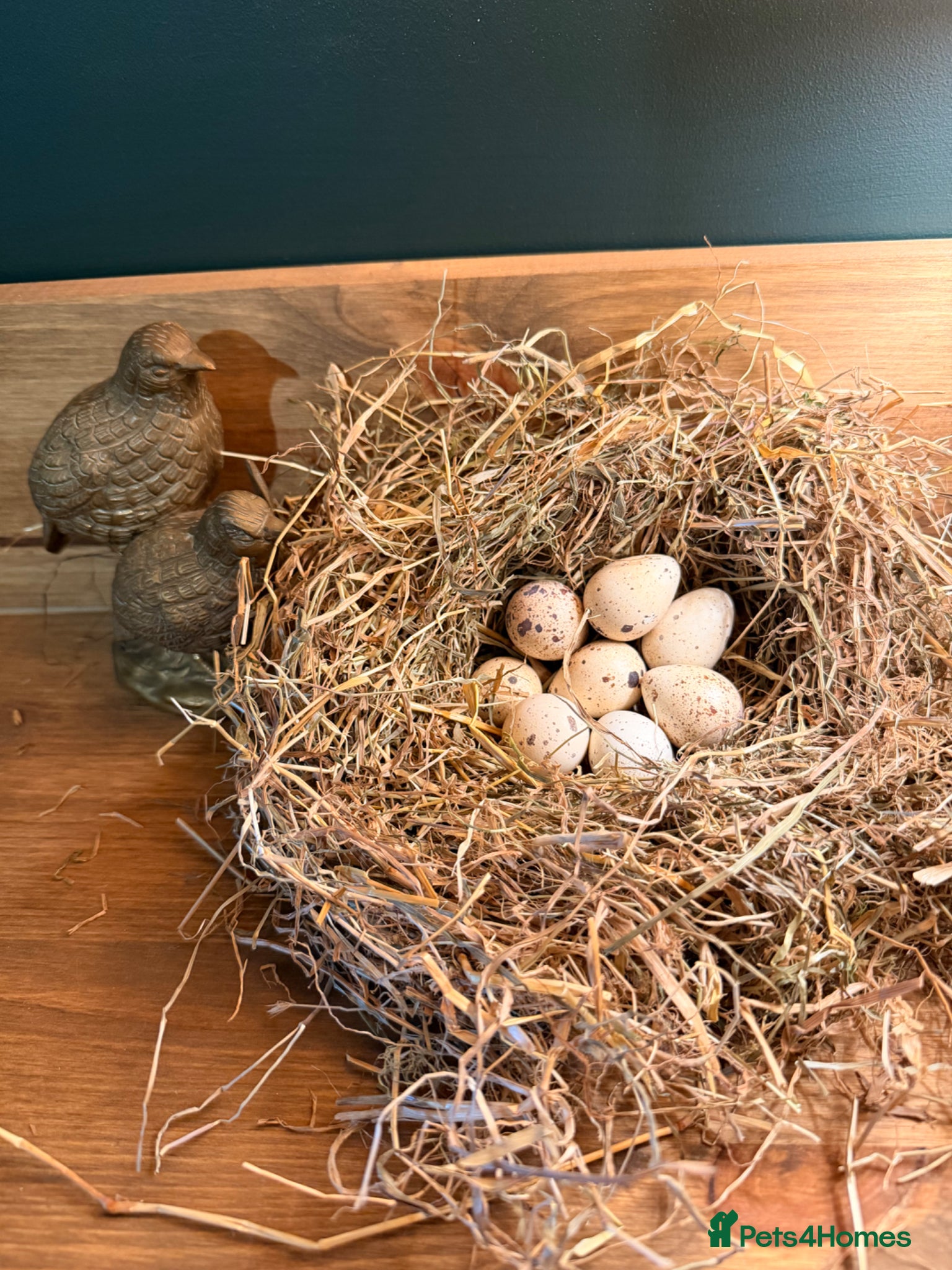 Quail poultry California quail hatching eggs and coturnix quail  - Advert 1