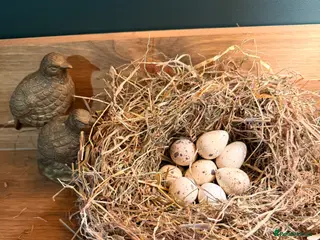 Quail poultry for sale: California quail hatching eggs and coturnix quail - Advert 1