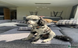 Miniature Poodle dogs for stud: Yogi Bear - Merle Miniature Poodle for Stud - Image 9