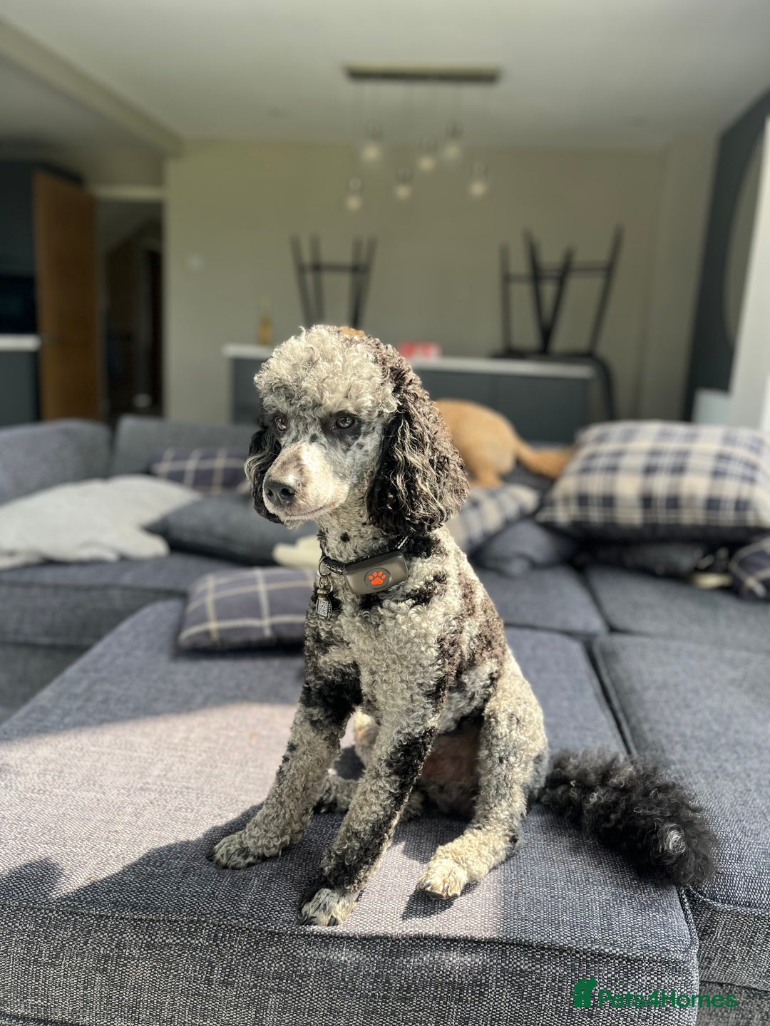 Miniature Poodle dogs for stud: Yogi Bear - Merle Miniature Poodle for Stud - Image 9