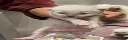 Ragdoll cats for sale: Ragdoll kittens GCCF - Advert 15