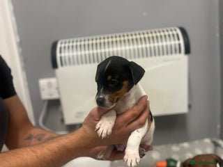 Jack Russell dogs 5 jack Russel puppies - Advert 14