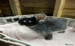 Mini Lop rabbits for sale: Gorgeous mini lops  - Advert 8