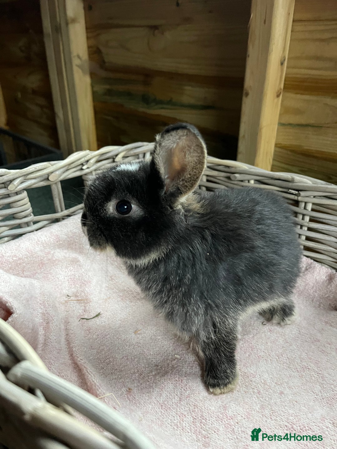 Mini Lop rabbits for sale: Gorgeous mini lops  - Advert 8