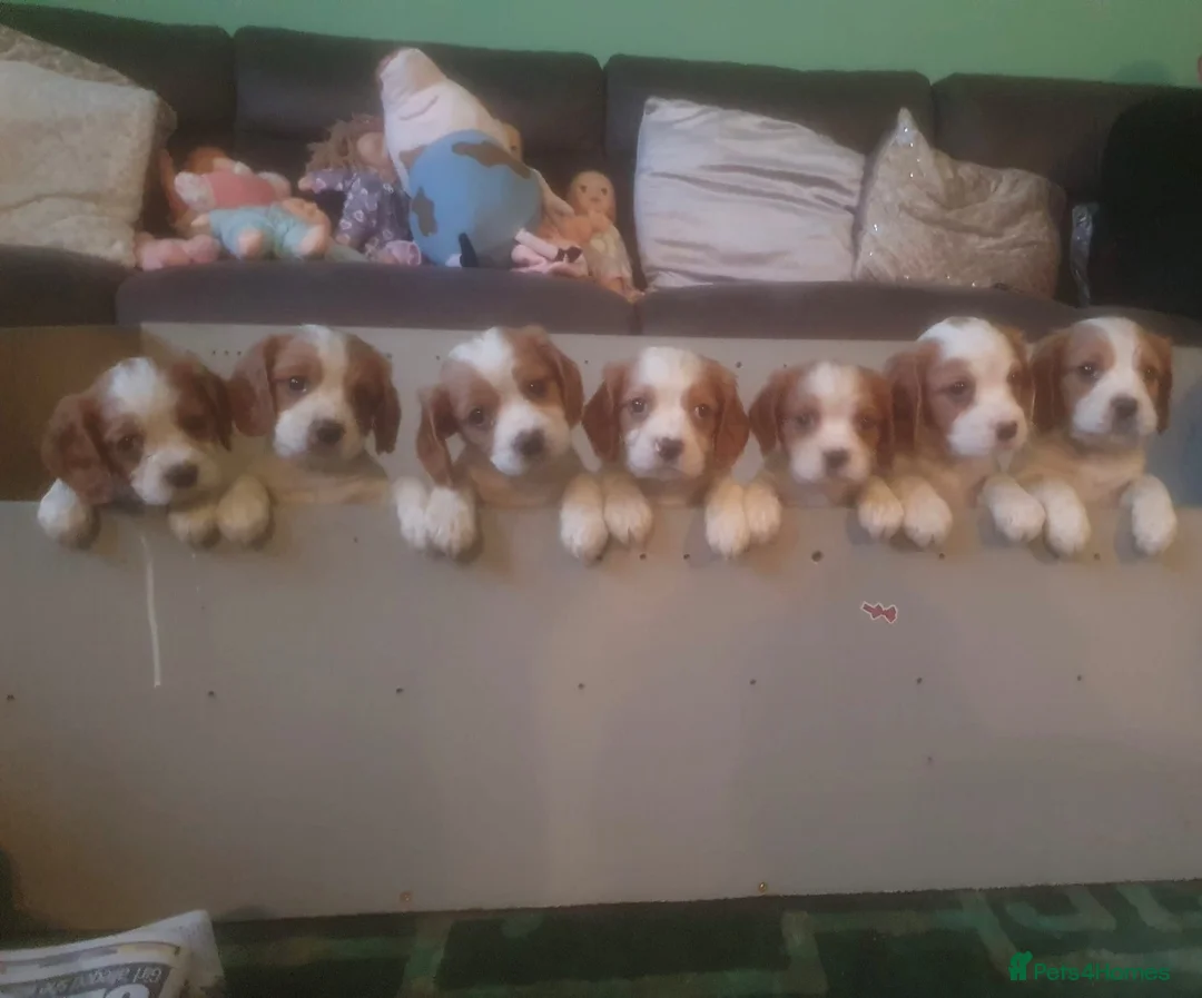Cockalier dogs for sale: Lovely Cockalier Puppies in Wembley - Advert 2