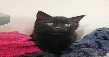 Mixed Breed cats - Advert 10