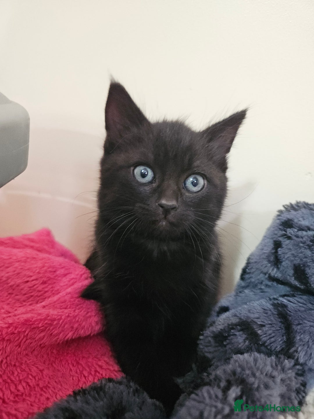 Mixed Breed cats for sale: Male and Female Black and White Kittens 8 Weeks  - Image 2
