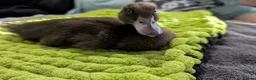 Mixed Breed poultry for sale: 🦆💛 **ONLY 3 DUCKLINGS LEFT!** 💛🦆 - Advert 10