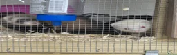 Ferret rodents for sale: 2 Female Micro Ferrets – Must Stay Together  - Advert 5